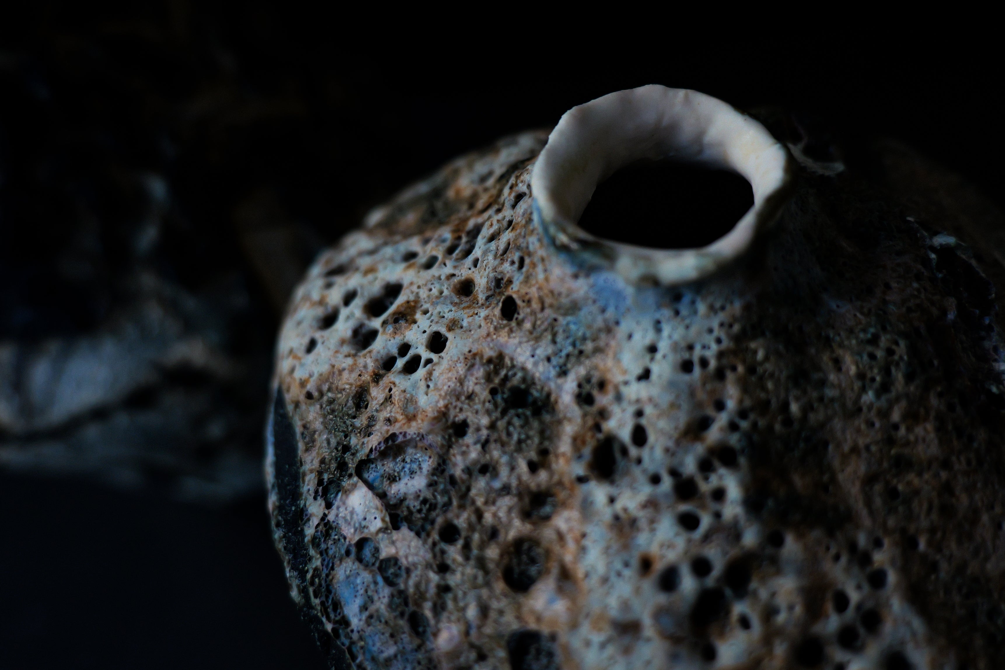 Online Exhibition<br>池田優子 × 雨晴「深海」