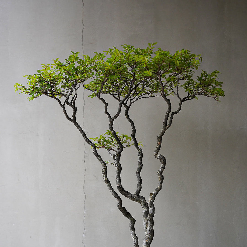 特殊な鉢 京鞍馬風手造り鉢 粋な鉢 変わり樹形に 77センチ 特殊な鉢 京