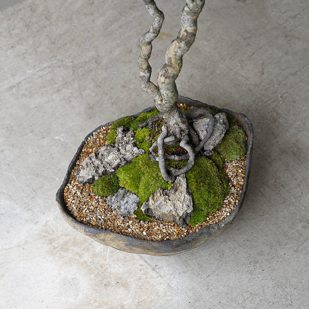 ○23-SJ1 鞍馬鉢 小 楡ケヤキ – 雨晴/AMAHARE