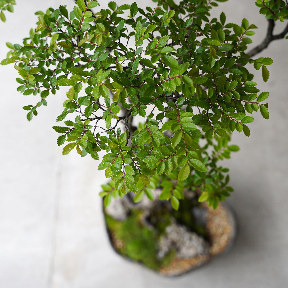 ☆盆栽鉢 1-6_2_1000x.jpg?v=1751940127