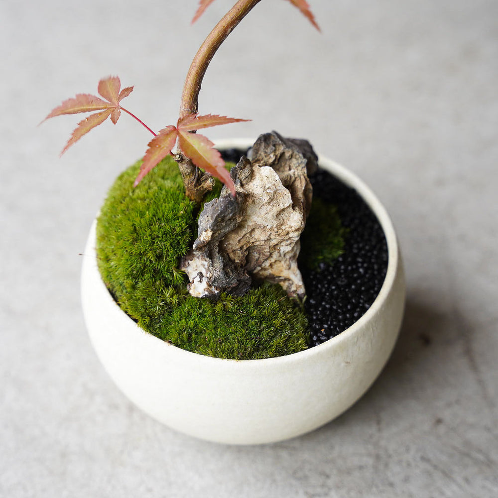 ○23-SJ12 白豆LL 京の舞モミジ 石付き – 雨晴/AMAHARE