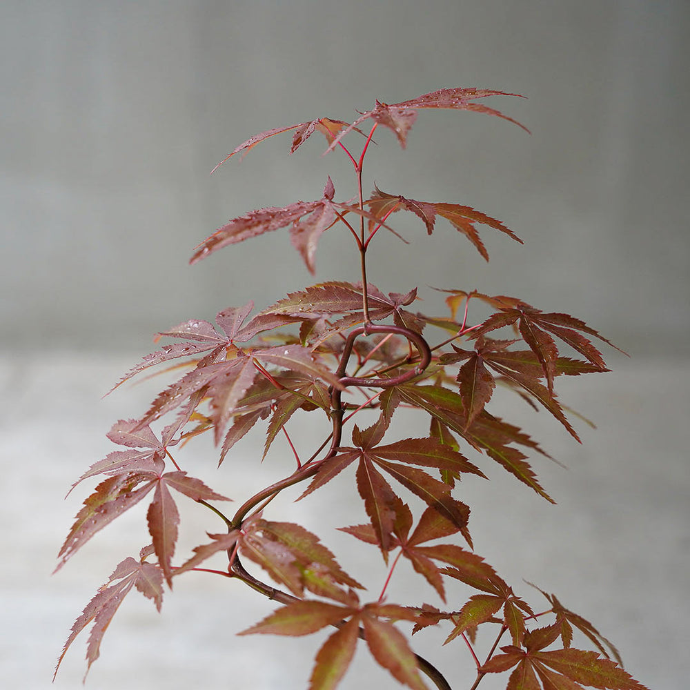 ○23-SJ12 白豆LL 京の舞モミジ 石付き – 雨晴/AMAHARE