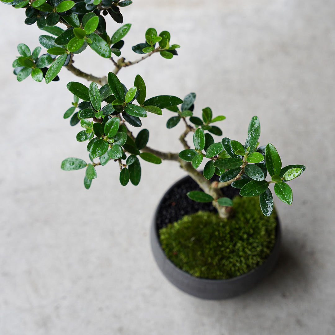 ●23-SJ14 黒豆L　オリーブ