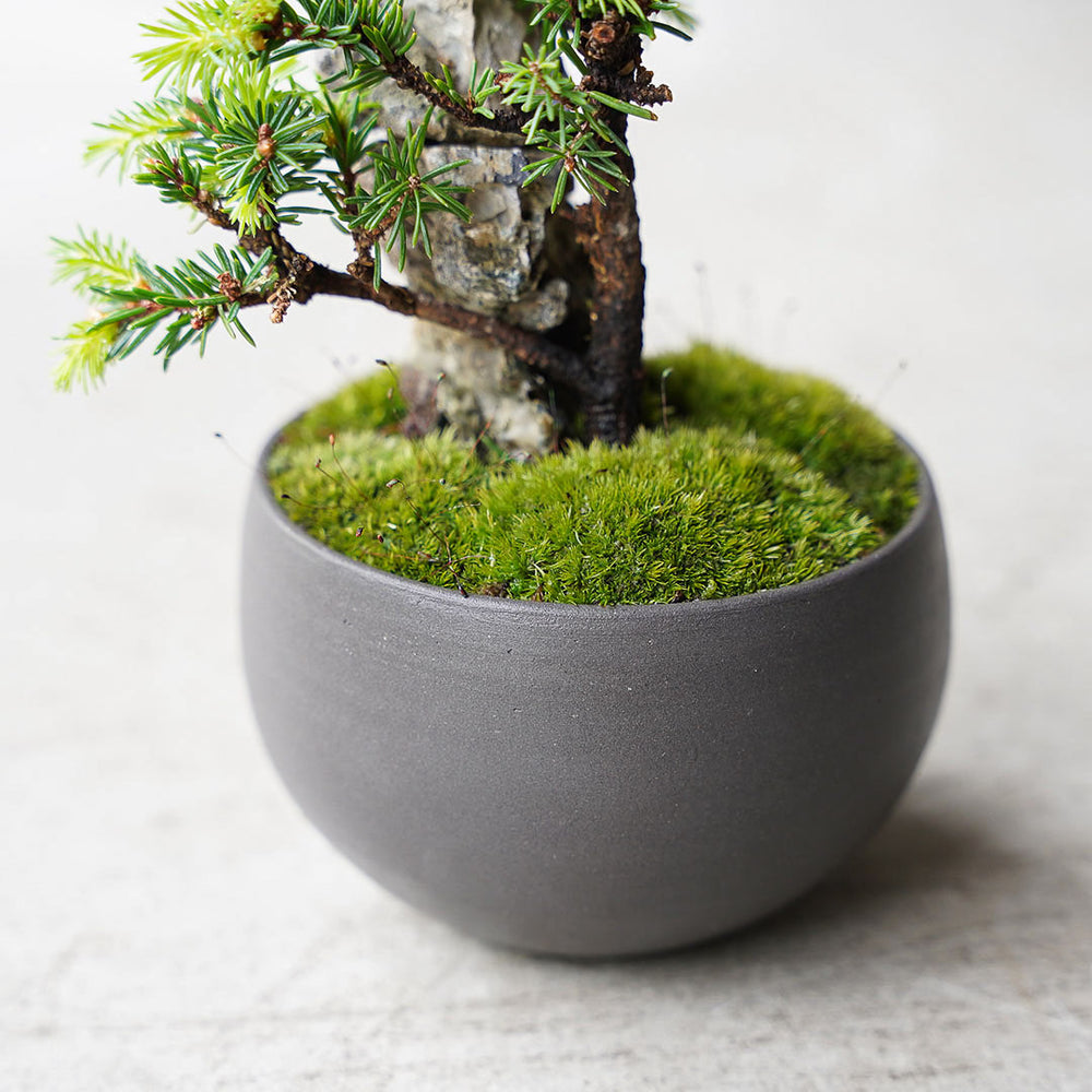 ○23-SJ15 黒豆L ヤツブサエゾマツ 石付き – 雨晴/AMAHARE