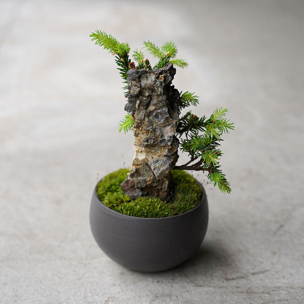 ○23-SJ15 黒豆L ヤツブサエゾマツ 石付き – 雨晴/AMAHARE