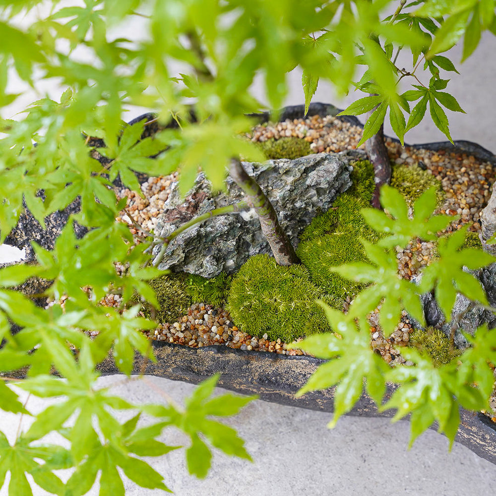 ○23-SJ2 鞍馬鉢 船型 イロハモミジ寄せ植え 石付き – 雨晴/AMAHARE