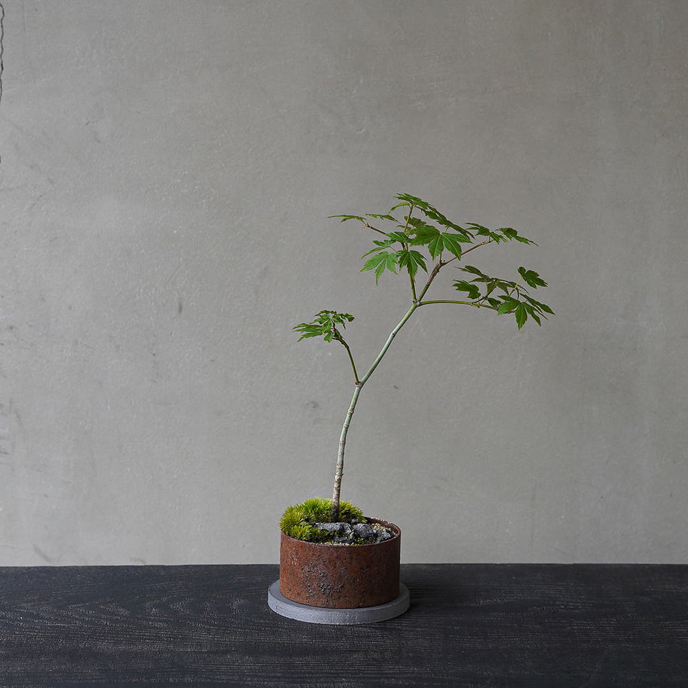 ○23-SJ22 アイアン鉢丸 ヒナウチワカエデ 石付き – 雨晴/AMAHARE