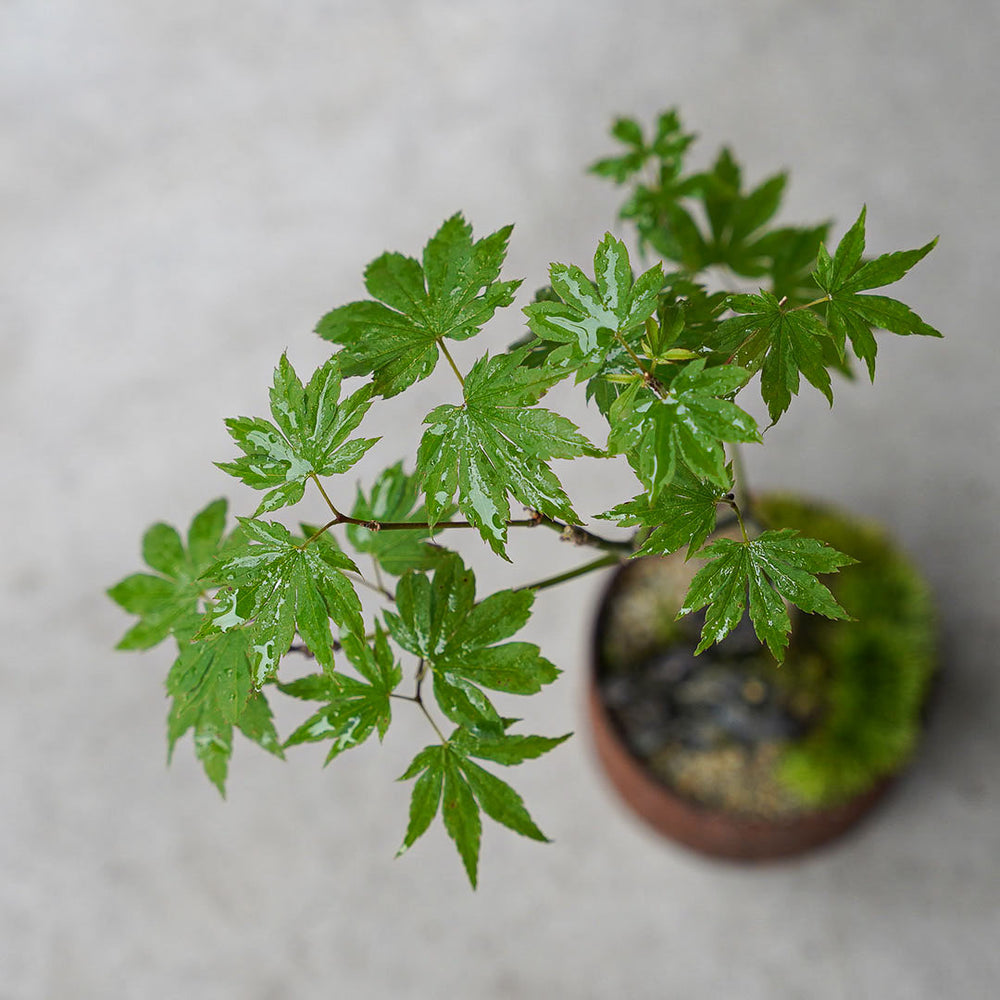 2 山採り　ヒナウチワカエデ 2 山採り ヒナウチワカエデ 楽天市場】【現品】山採り【ヒナウチワ