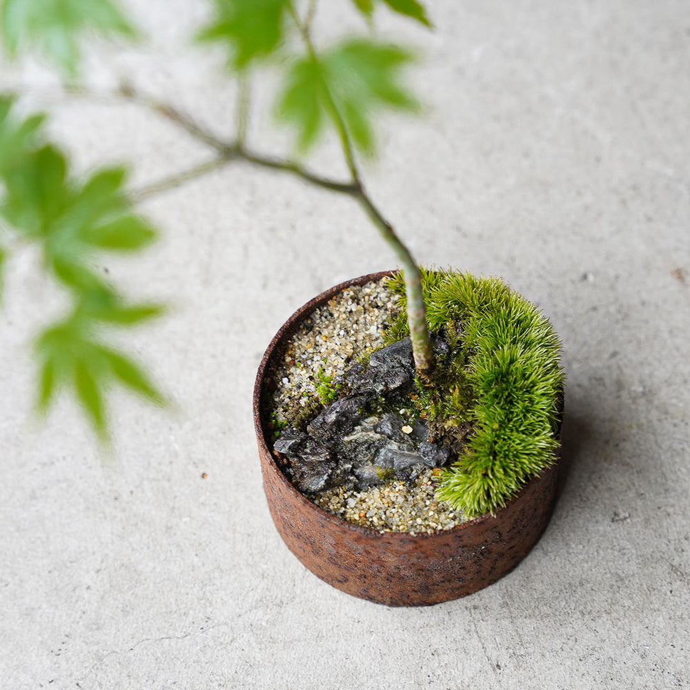 ○23-SJ22 アイアン鉢丸 ヒナウチワカエデ 石付き – 雨晴/AMAHARE