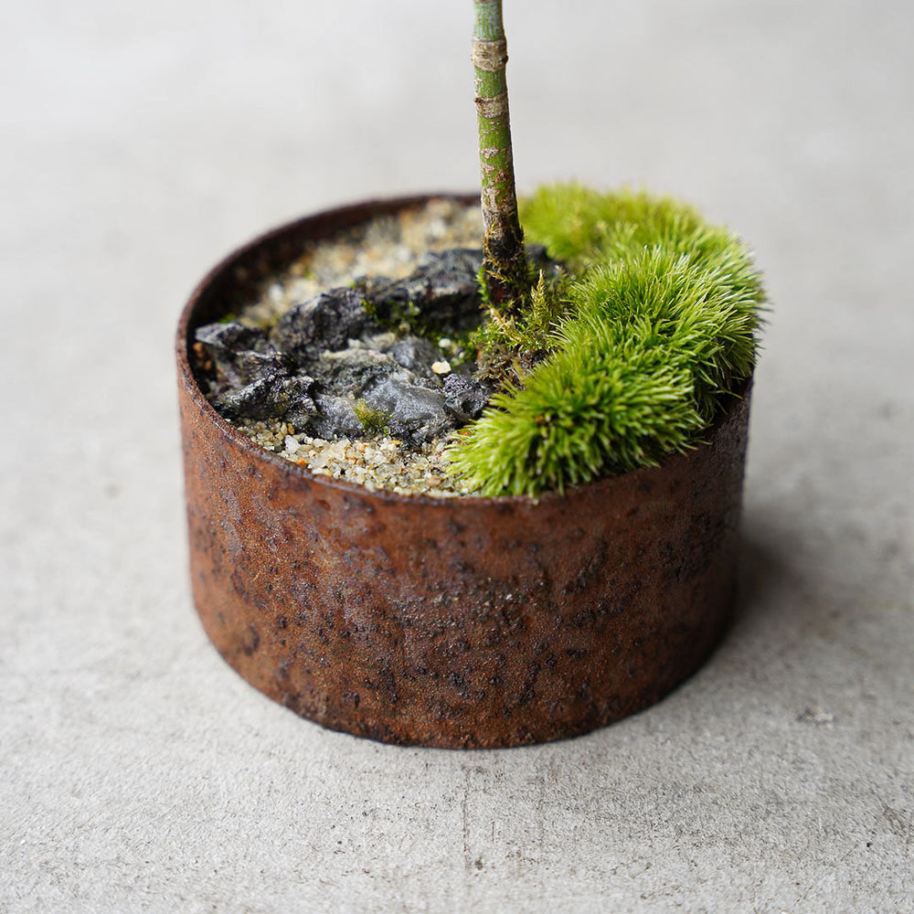 ○23-SJ22 アイアン鉢丸 ヒナウチワカエデ 石付き – 雨晴/AMAHARE ○23-SJ22 アイアン鉢丸 ヒナウチワカエデ 石付き – 雨晴/AMAHARE