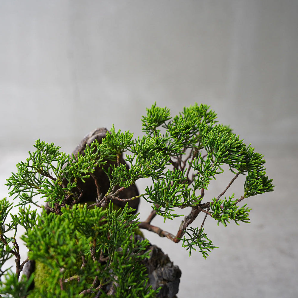 白釉鋲打ち丸鉢 越前文山 7.8cm B043