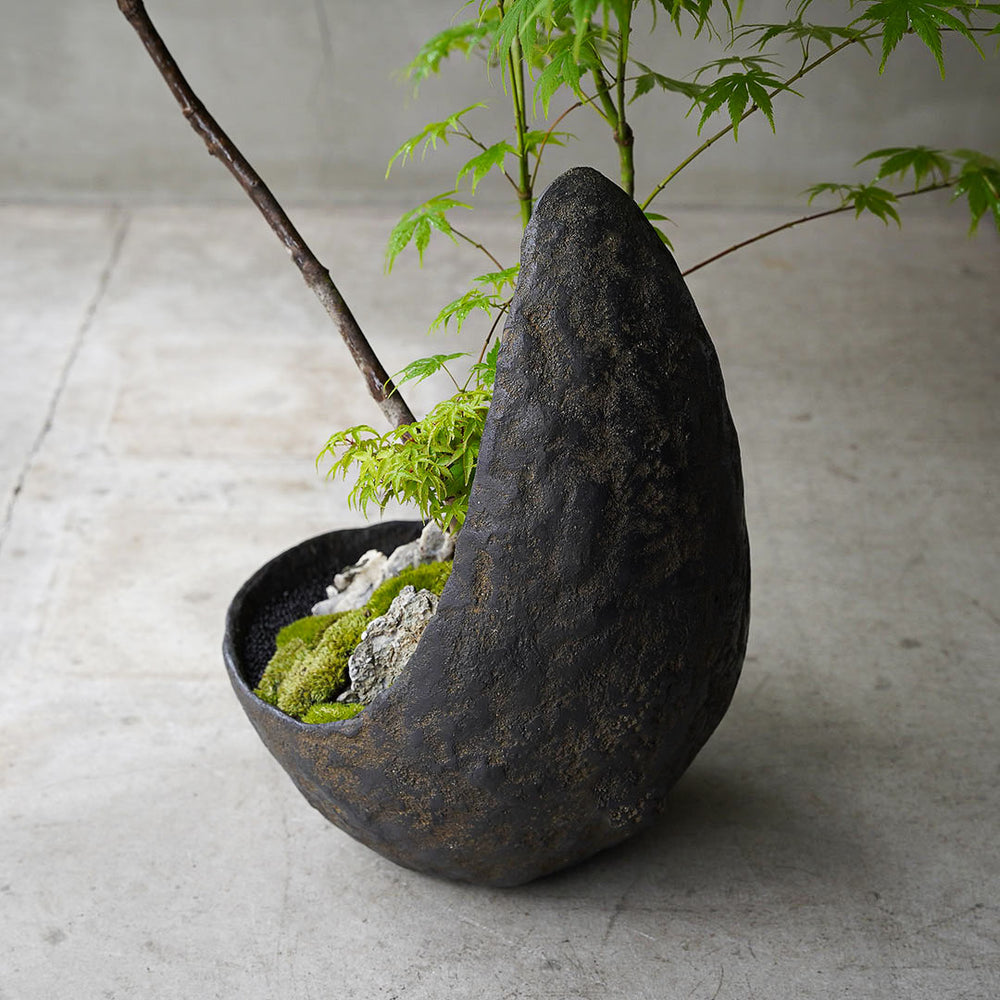 ○23-SJ4 鞍馬鉢 月大 ヤマモミジ 清姫モミジ 黄八丈 – 雨晴/AMAHARE