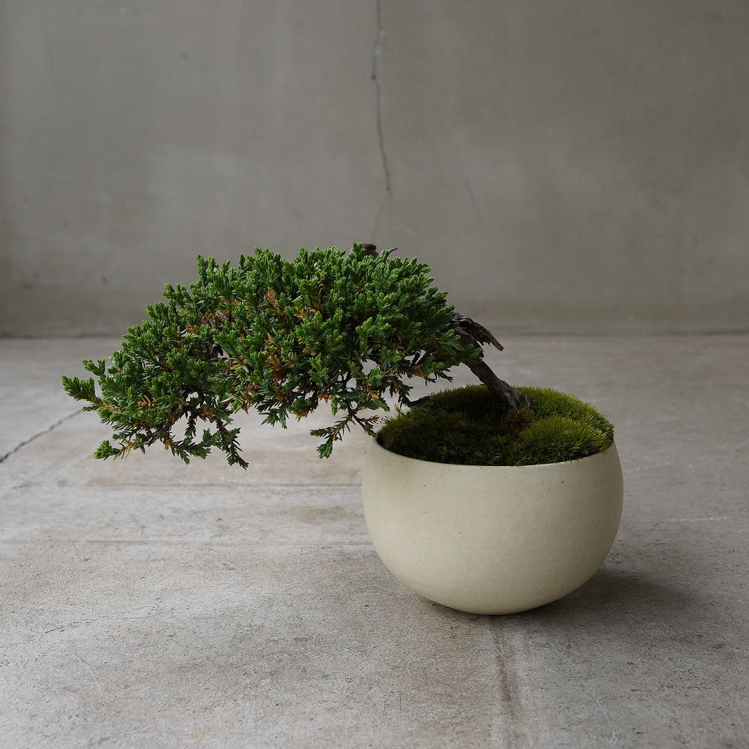 ●23-SJ51 白豆鉢　LL　ヒメソナレ