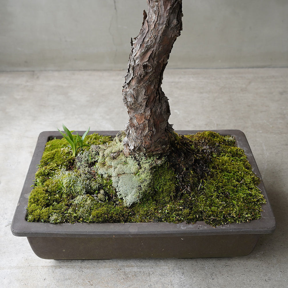 66-5_2_1000x.jpg?v=1751940092