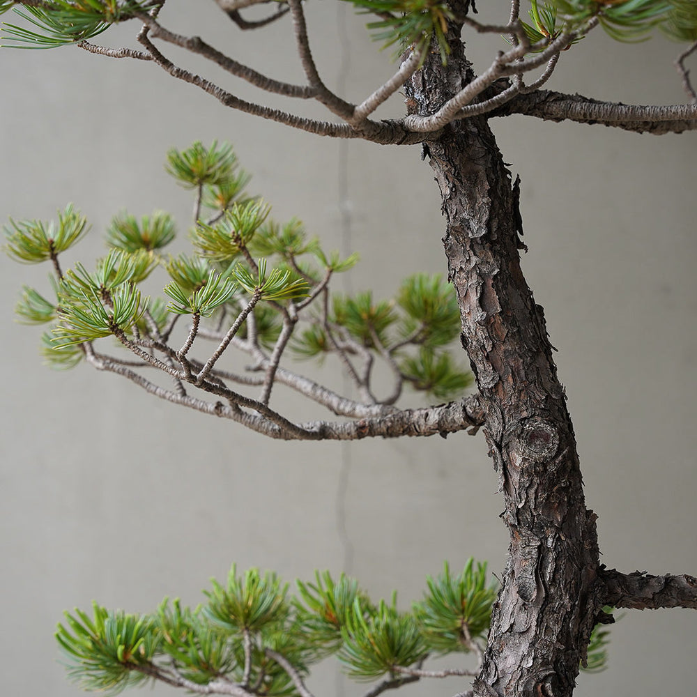 66-6_2_1000x.jpg?v=1751940092