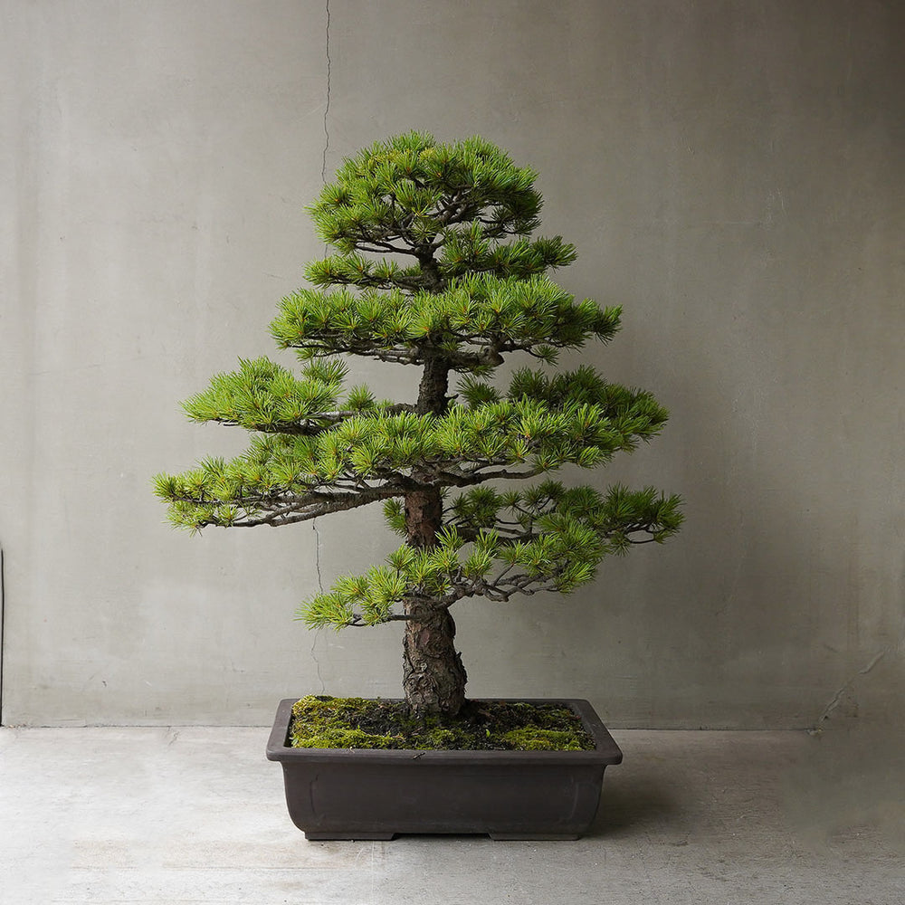 ○23-SJ67 五葉松 – 雨晴/AMAHARE