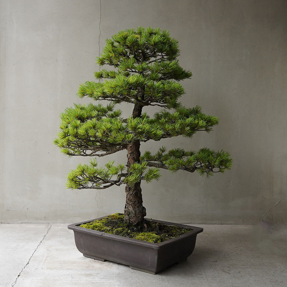 ○23-SJ67 五葉松 – 雨晴/AMAHARE