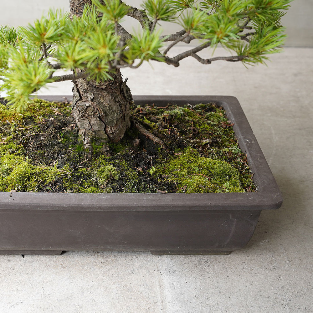 ○23-SJ67 五葉松 – 雨晴/AMAHARE