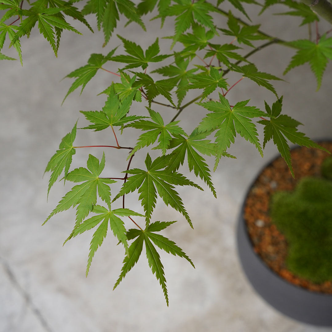 ●23-SJ69 黒丸鉢　LL　ヤマモミジ