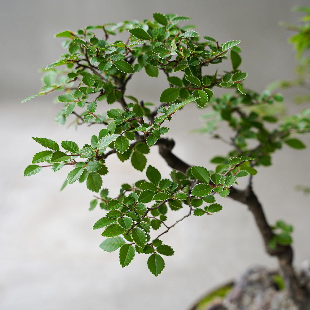 ○23-SJ7 真鍮鉢 大 楡ケヤキ 3本寄せ植え – 雨晴/AMAHARE