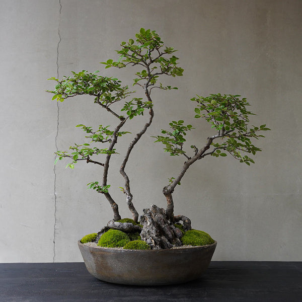 植木 Amazon.co.jp: ITANSE オリーブの苗木 1個売り 品種 ひなかぜ 7