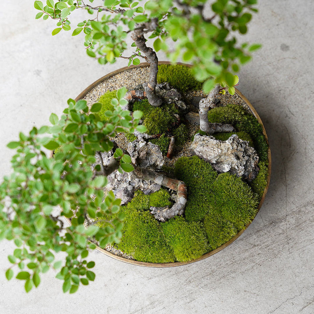 ○23-SJ7 真鍮鉢 大 楡ケヤキ 3本寄せ植え – 雨晴/AMAHARE