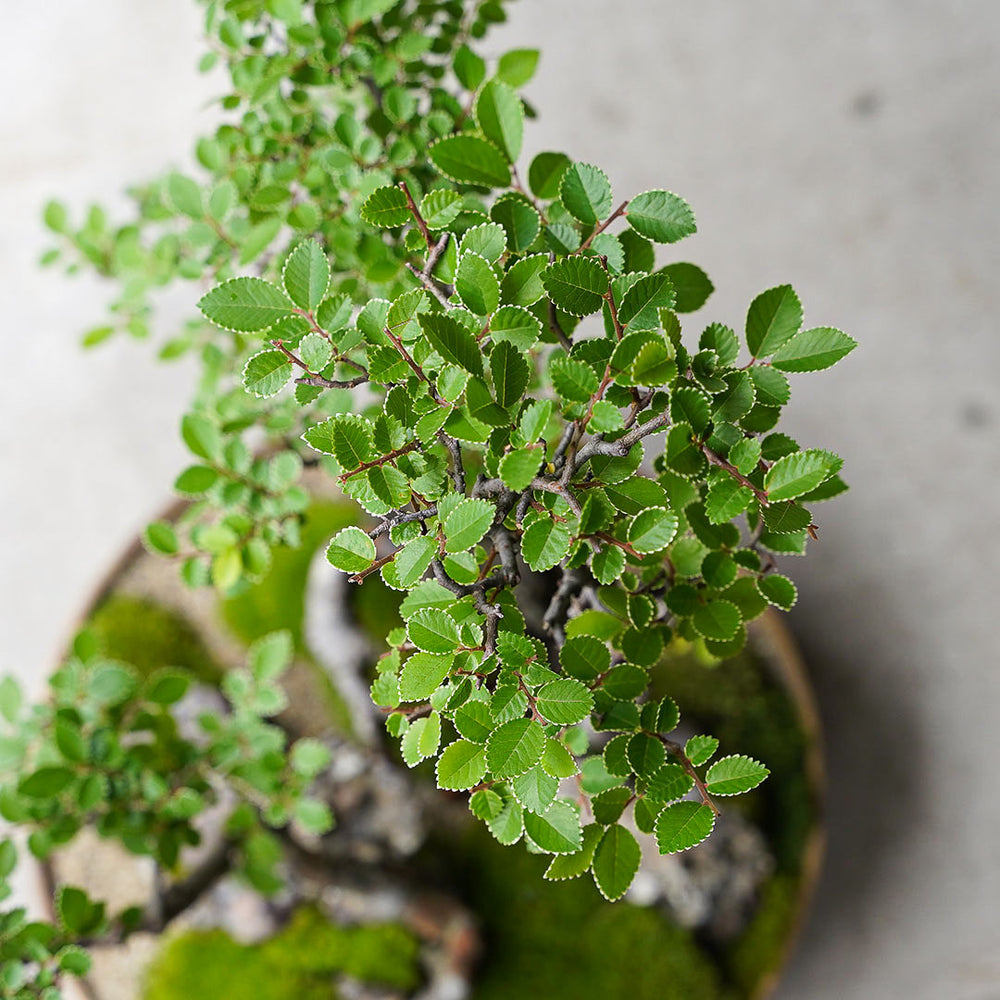 植木 送料無料】【SOUJU】香川県産オリーブの木 ネバディロブランコ 8号鉢