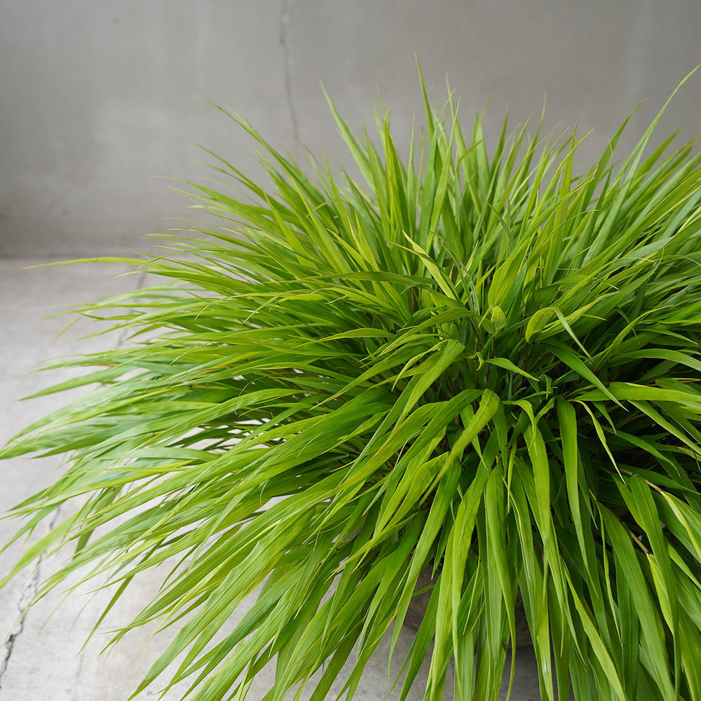 71-3_2_1000x.jpg?v=1751940089