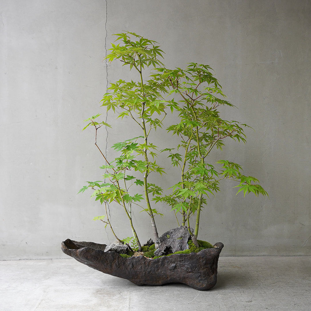 ○23-SJ73 鞍馬鉢 船型 イロハモミジ寄せ植え 石付き – 雨晴/AMAHARE ○23-SJ73 鞍馬鉢 船型 イロハモミジ寄せ植え 石付き – 雨晴/AMAHARE