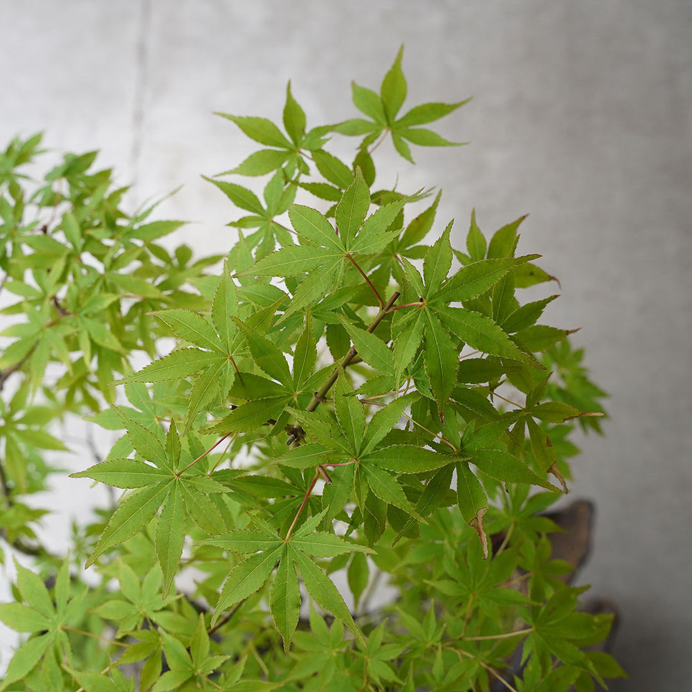 ○23-SJ73 鞍馬鉢 船型 イロハモミジ寄せ植え 石付き – 雨晴/AMAHARE
