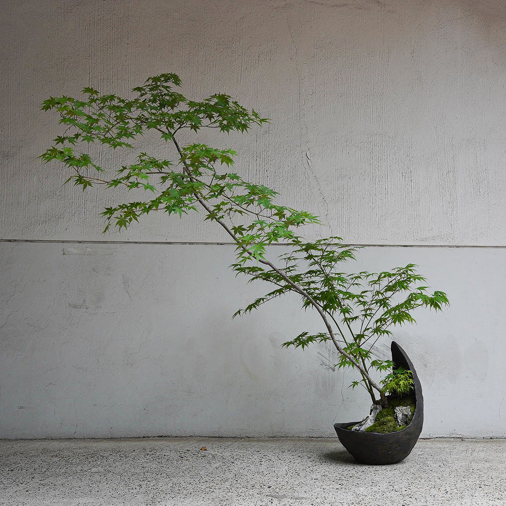 DSC01707_2_1000x.jpg?v=1751940122