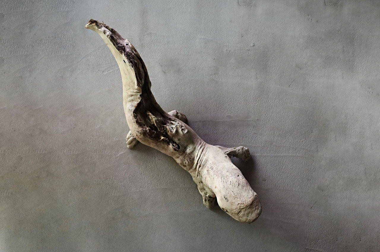 Salamander in Driftwood