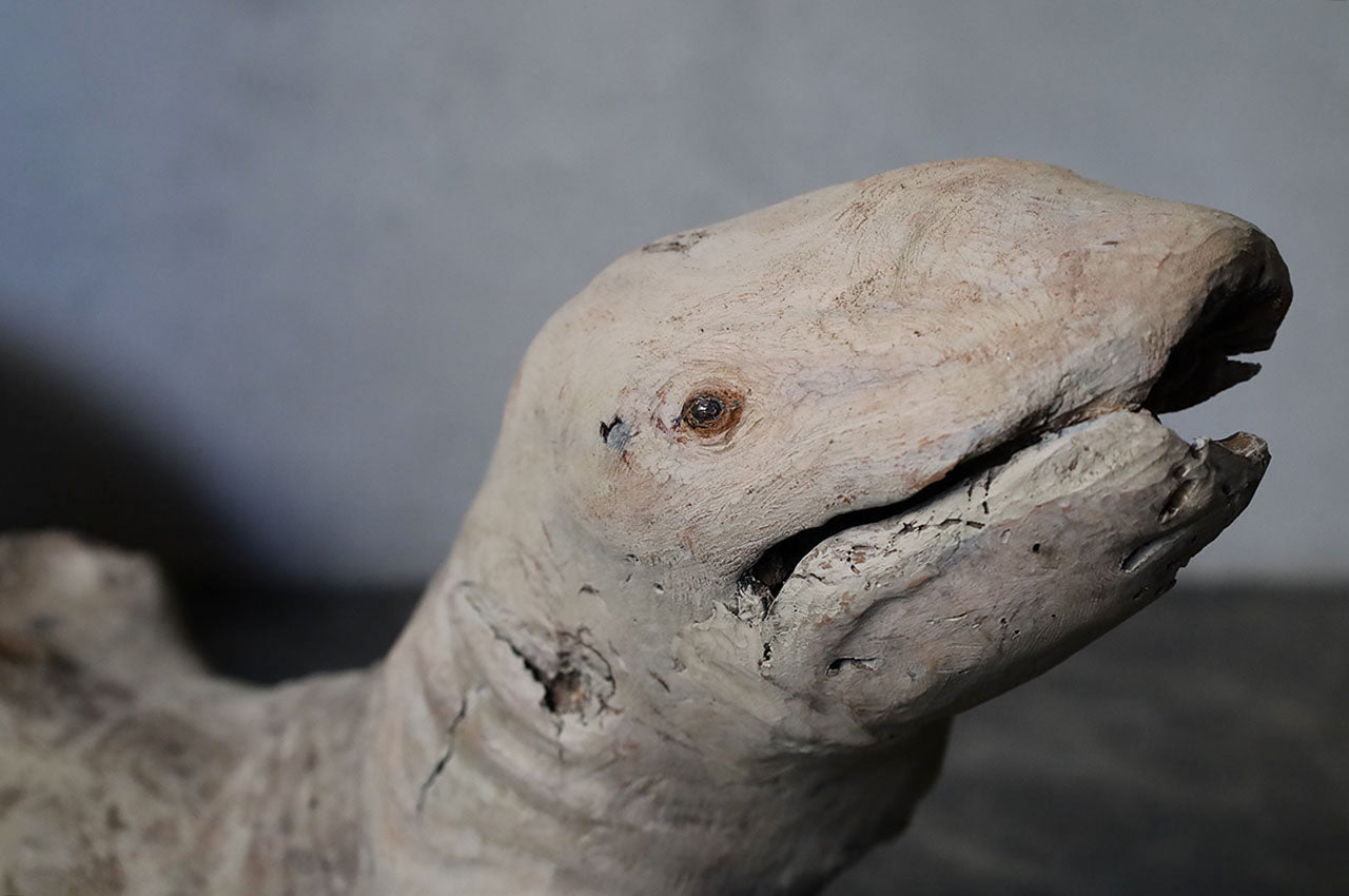 Salamander in Driftwood