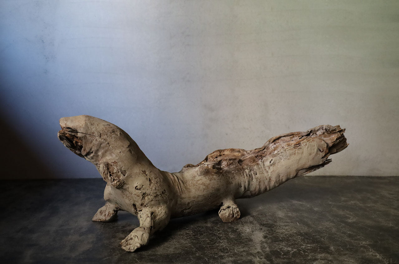 Salamander in Driftwood