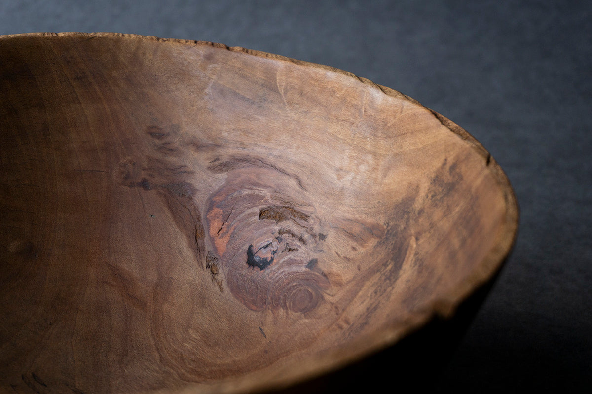 ○22-KF195 ホルトノキ 鉢 – 雨晴/AMAHARE