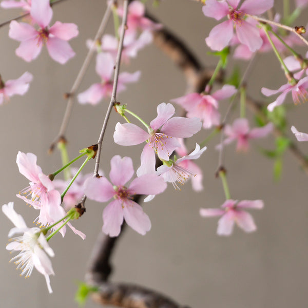 黒丸鉢LL 富士枝垂れ桜